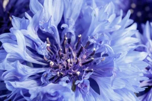 Best Korenbloem close-up fotobehang Bloemen