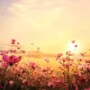 New Kosmos Bloem tijdens Zonsondergang fotobehang Bloemen