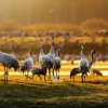 Sale Kraanvogels in de ochtend fotobehang Dieren