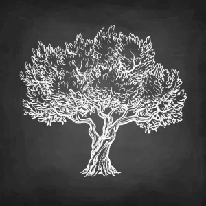 Sale Krijttekening van een olijfboom fotobehang Gang | Bloemen