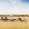 Clearance Kudde zebra's in Kenia fotobehang Dieren