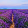 Online Lavendel landschap met bergen fotobehang Bloemen