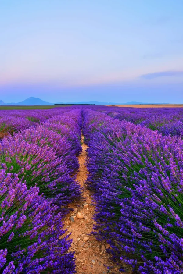 Online Lavendel landschap met bergen fotobehang Bloemen