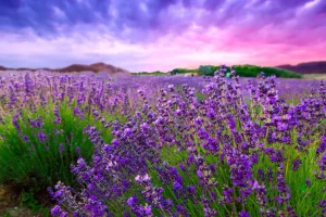 Hot Lavendel met zonsondergang fotobehang Bloemen