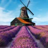 Outlet Lavendel veld met Windmolen op Achtergrond fotobehang Bloemen