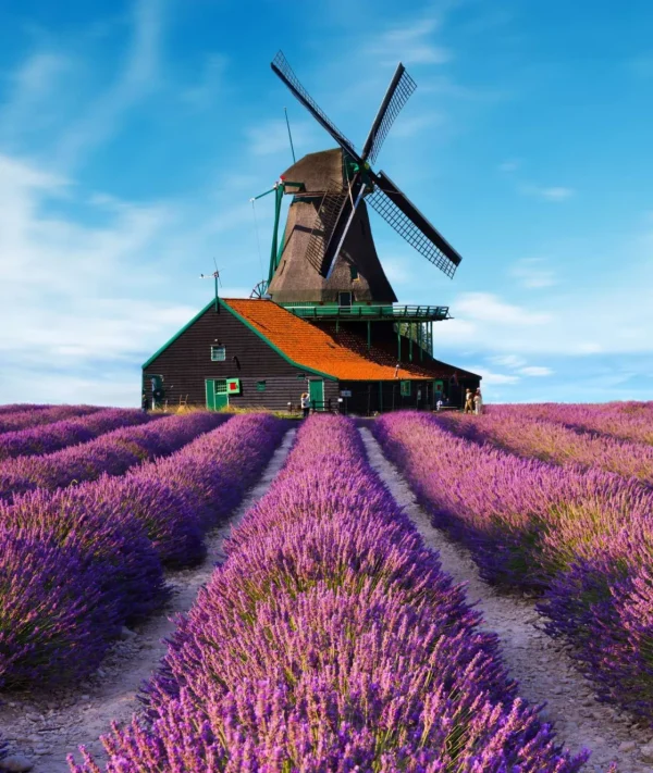Outlet Lavendel veld met Windmolen op Achtergrond fotobehang Bloemen