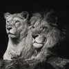 New Leeuw & Leeuwin Zwart-Wit fotobehang Dieren