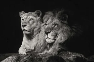 New Leeuw & Leeuwin Zwart-Wit fotobehang Dieren