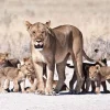 Hot Leeuwin met haar welpen fotobehang Dieren