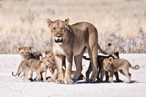 Hot Leeuwin met haar welpen fotobehang Dieren