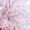 Outlet Lichte Bloesem in Korea fotobehang Bloemen
