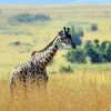 Online Lichte Giraffe in de natuur fotobehang Dieren
