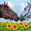 Discount Liefdevolle paarden in een zonnebloemveld fotobehang Kinderkamer