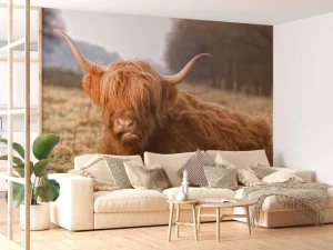 Outlet Liggende Hooglander in Wei fotobehang Dieren