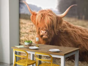 Outlet Liggende Hooglander in Wei fotobehang Dieren
