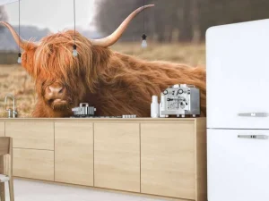 Outlet Liggende Hooglander in Wei fotobehang Dieren