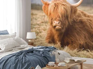 Outlet Liggende Hooglander in Wei fotobehang Dieren