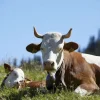 Best Liggende Koe en Kalf fotobehang Dieren