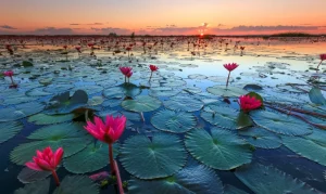 Discount Lotusbloem bij zonsopgang fotobehang Bloemen