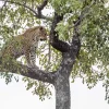 Discount Luipaard in Kruger National Park fotobehang Dieren | Bloemen