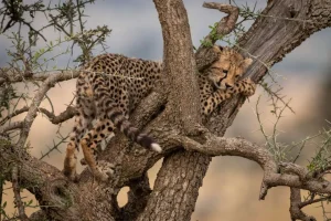 Best Luipaard krabt aan een boom fotobehang Dieren