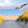 Clearance Meeuwen langs de Baltische kust fotobehang Dieren