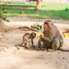 Discount Moeder aap geeft haar kindje te eten fotobehang Dieren