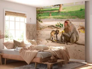 Discount Moeder aap geeft haar kindje te eten fotobehang Dieren