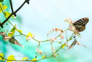 New 2 Mooie Vlinders op Bloesem fotobehang Dieren | Bloemen