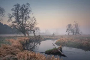 Outlet Natuurgebied in de vroege ochtend fotobehang Bloemen