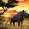 Discount Neushoorn bij zonsondergang fotobehang Tienerkamer | Dieren