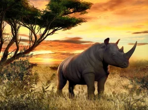 Discount Neushoorn bij zonsondergang fotobehang Tienerkamer | Dieren