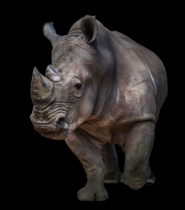 Online Neushoorn met een zwarte achtergrond fotobehang Hobbykamer | Dieren