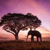 Best Olifant bij een unieke zonsondergang fotobehang Bloemen