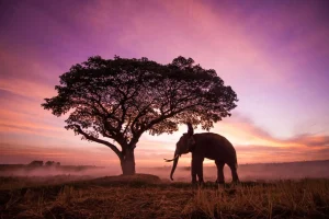 Best Olifant bij een unieke zonsondergang fotobehang Bloemen