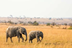Fashion Olifant en Baby Olifant in Afrika fotobehang Dieren