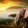 New Olifant in een savanne landschap bij zonsondergang fotobehang Dieren