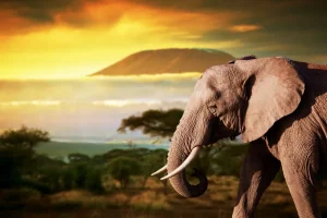 New Olifant in een savanne landschap bij zonsondergang fotobehang Dieren