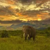 Online Olifant in Kenia bij zonsondergang fotobehang Dieren