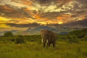 Online Olifant in Kenia bij zonsondergang fotobehang Dieren