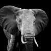 New Olifant met een zwarte achtergrond fotobehang Gang