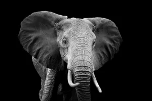 New Olifant met een zwarte achtergrond fotobehang Gang