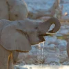 New Olifanten drinken water fotobehang Dieren
