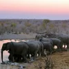 Sale Olifanten langs het water fotobehang Dieren