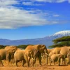 Best Olifanten met de Kilimanjaro berg op de achtergrond fotobehang Dieren