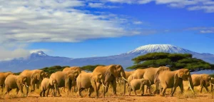 Best Olifanten met de Kilimanjaro berg op de achtergrond fotobehang Dieren