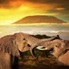 Clearance Olifanten spelen bij zonsondergang fotobehang Dieren