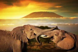 Clearance Olifanten spelen bij zonsondergang fotobehang Dieren