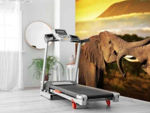 Clearance Olifanten spelen bij zonsondergang fotobehang Dieren
