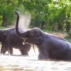 New olifanten spelen in het water fotobehang Dieren